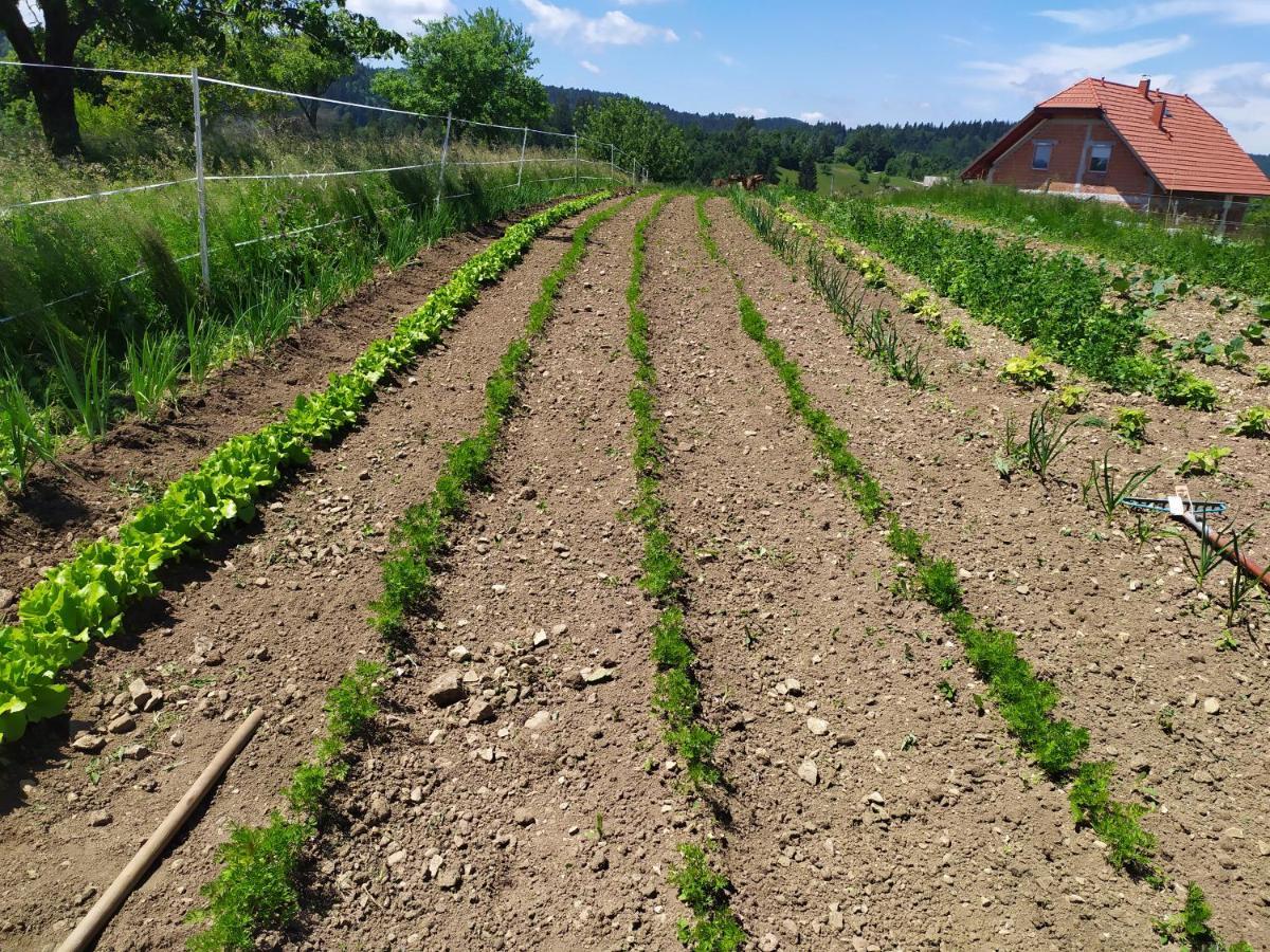 Tourist Farm Strle With Great Local Food Villa Cerknica Dış mekan fotoğraf